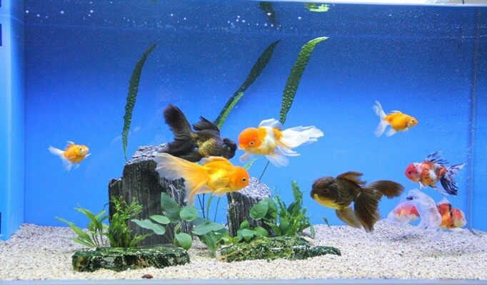 Japon Balığı akvaryumu