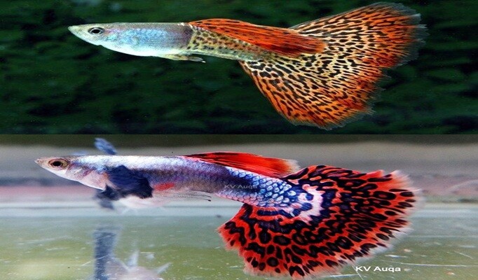 lepistes canlıları