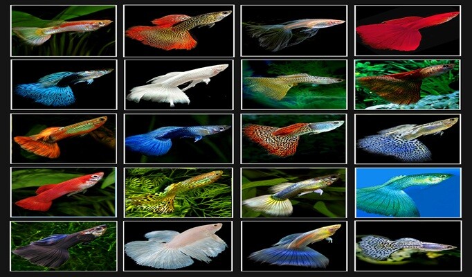 lepistes çeşitleri