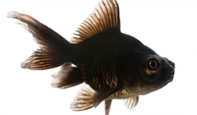 Japon Balığı Besleme ve Bakımı Nasıl Olmalıdır?