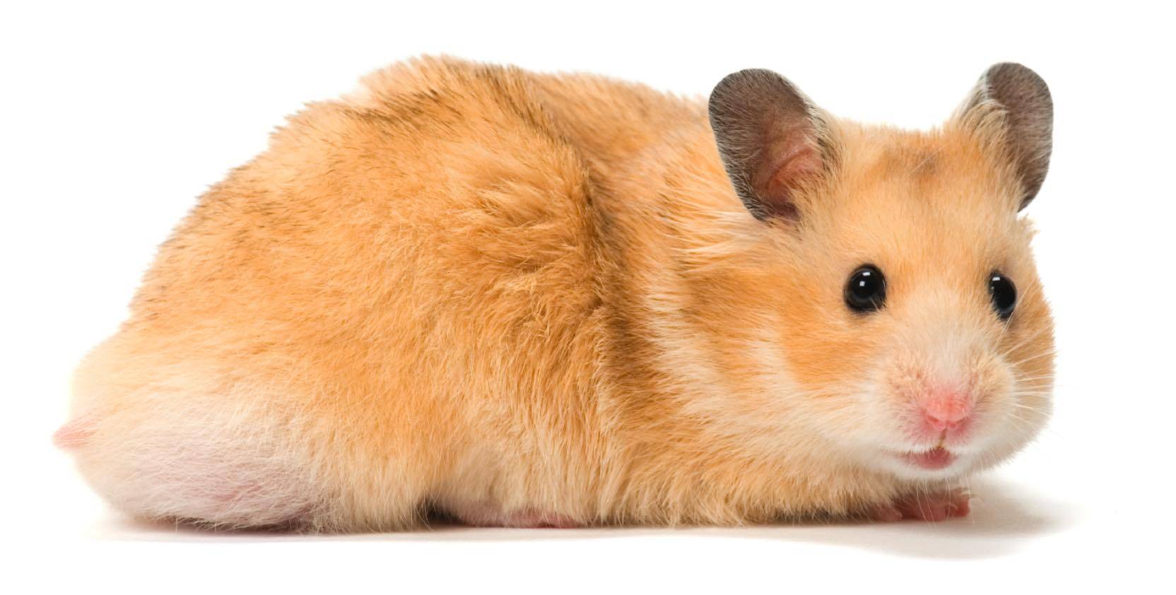 hamster bakımı