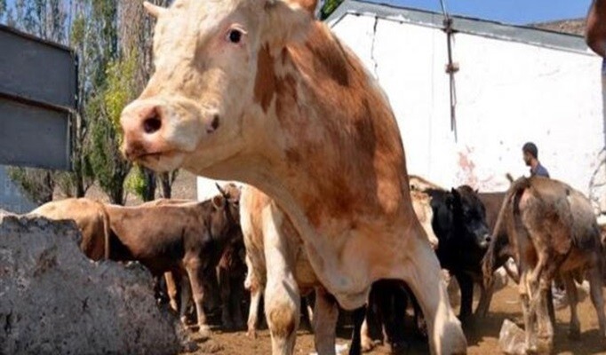 şarbon hastalığı tedavisi var mı