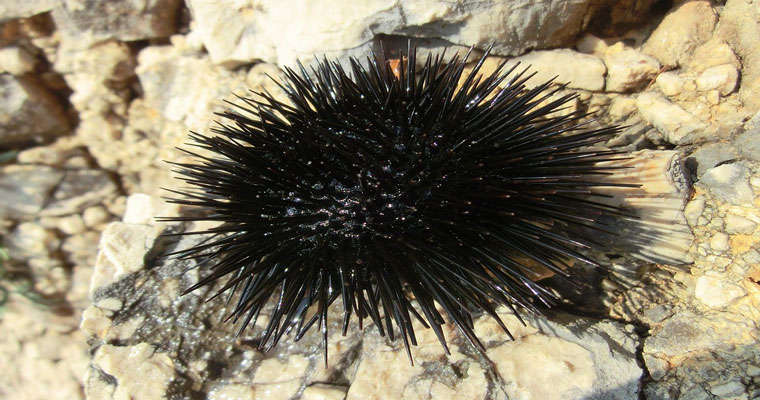 deniz kestanesi nedir