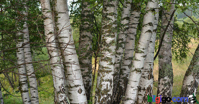 huş ağacı nedir - huş ağacı özellikleri