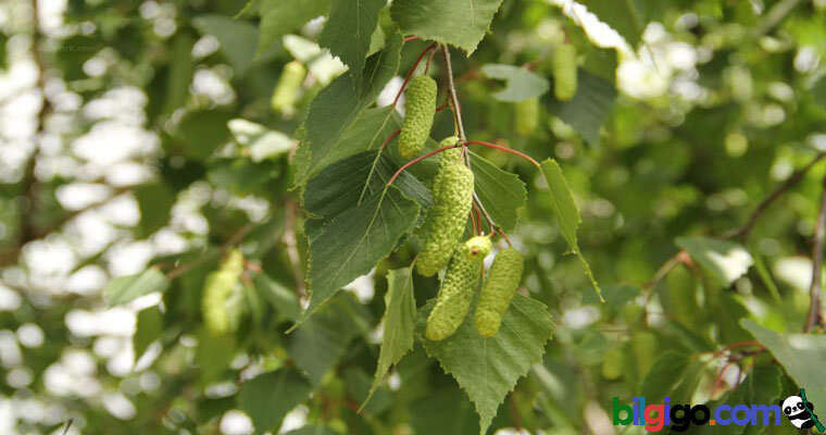 huş ağacı yaprağı