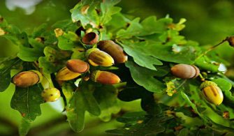 palamut ağacı - meşe ağacı - meşe palamutu