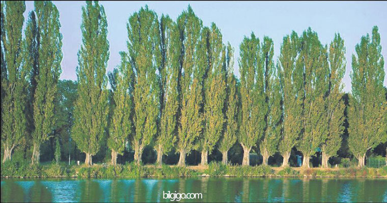 kavak agacı özellikleri