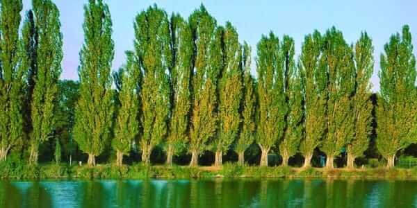Kavak Ağacı Özellikleri ve Faydaları Nelerdir?