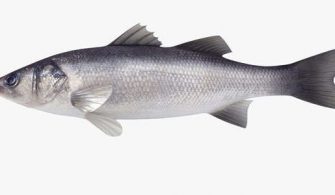 levrek balığı - levrek balığı faydası