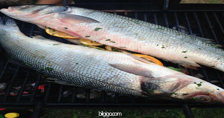 levrek balığı nasıl temizlenir - levrek balığı ne yer