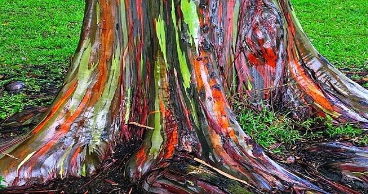 Okaliptus Ağacı Nedir? (Faydaları, Özellikleri)