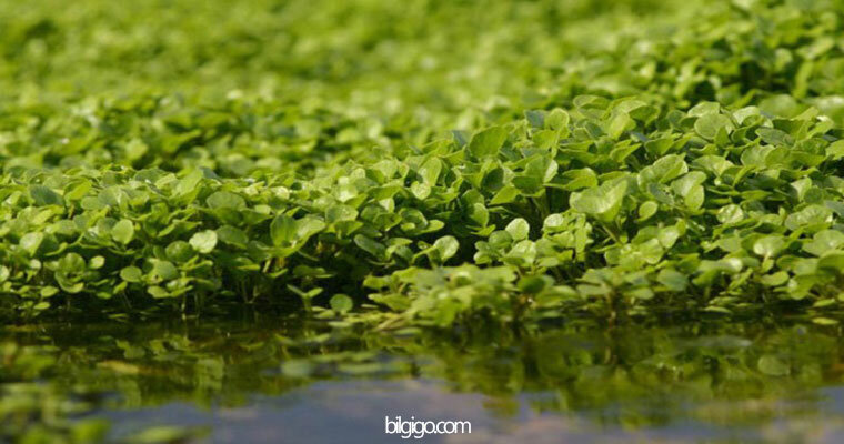 su teresi faydaları - hakkında bilgi - nerede yetişir