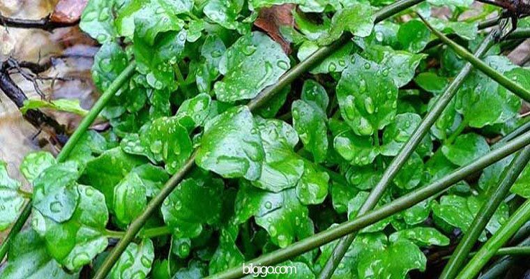 su teresi nerede-yetişir - su teresi tohumu