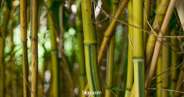 bambu ağacı özellikleri - bambu ağacı hakkında bilgi
