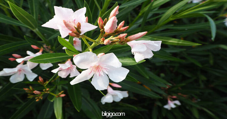 beyaz zakkum çiçeği - zakkum çiçeği tohumu