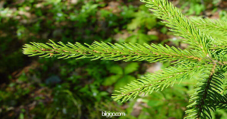 kırmızı ladin ağacı