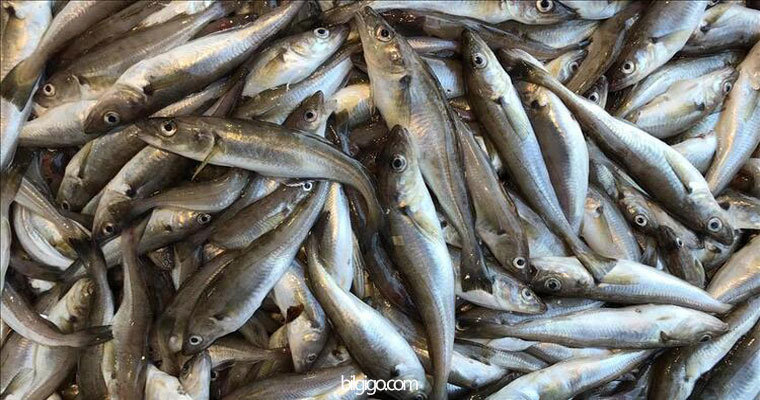 mezgit balığı nasıl temizlenir