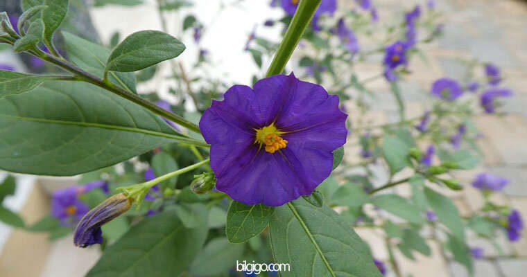 mor zakkum çiçeği - zakkum çiçeği nasıl yetiştirilir