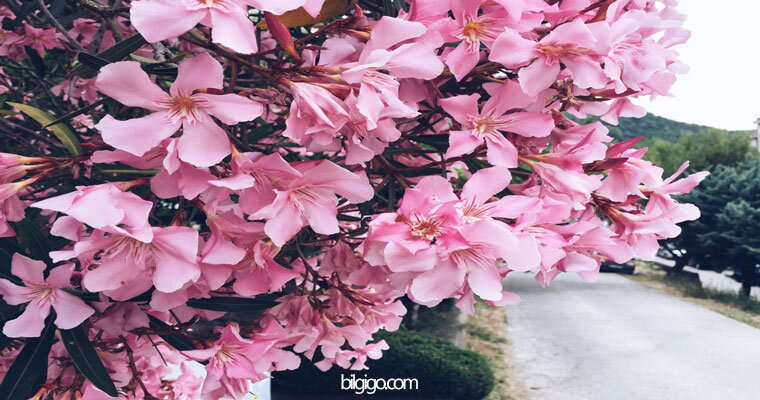 zakkum çiçeği renkleri - zakkum nasıl bir çiçek