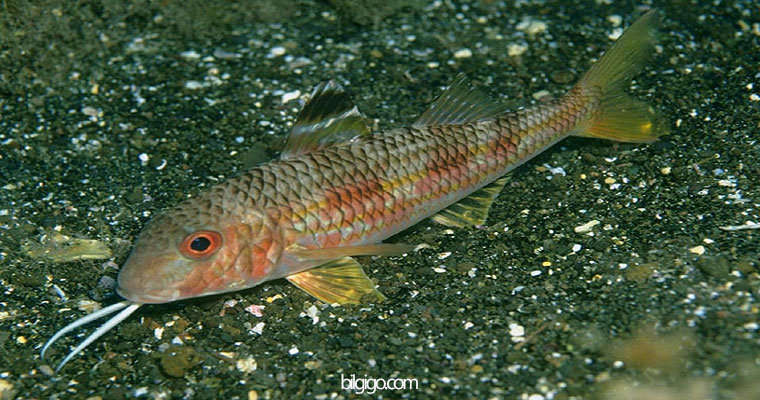 barbunya balığı faydaları