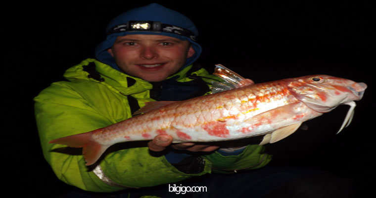 barbunyalar hakkında bilgi
