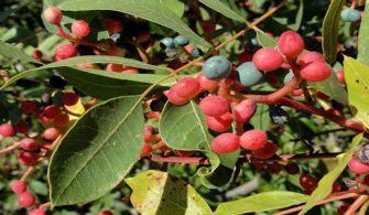 Menengiç - çitlembik