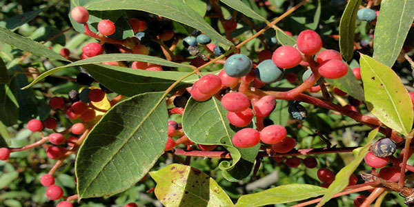 Menengiç (Çitlembik) Nedir? Faydaları Nelerdir?