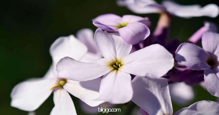 beyaz şebboy çiçeği