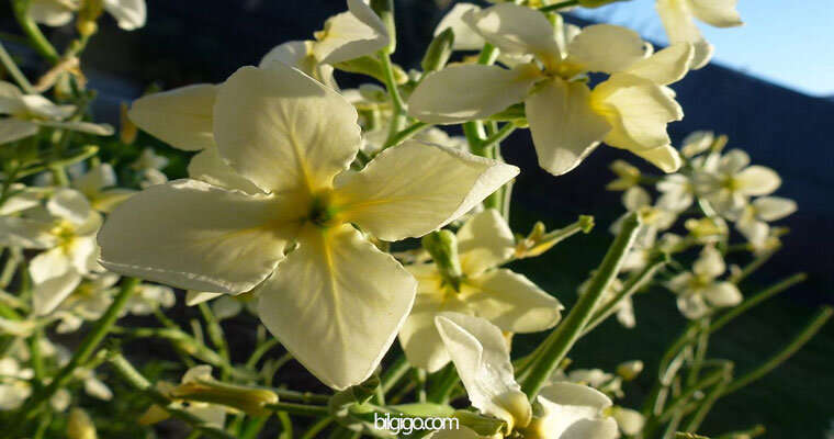 şebboy çiçeği bakımı