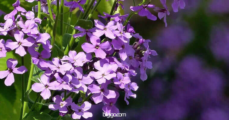 şebboy çiçeği nedir