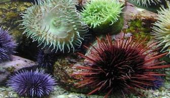 Deniz Kestanesi - Deniz Kestanesi hakkında bilgi