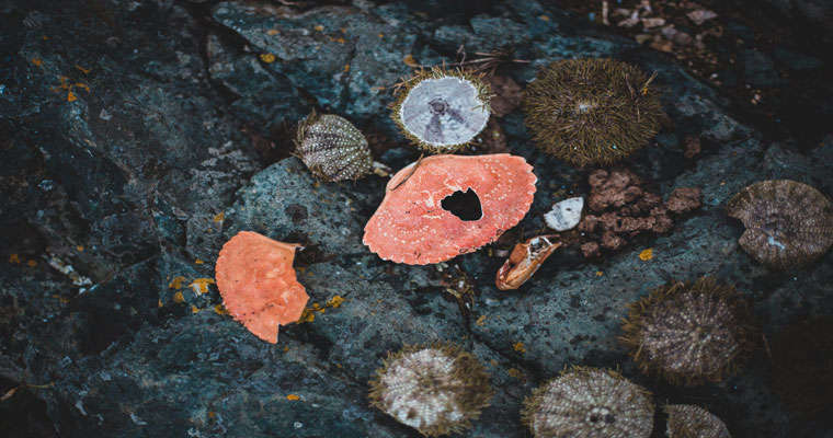 Deniz kestanesi dikeni ayaktan çıkarılıp temizlenmesi