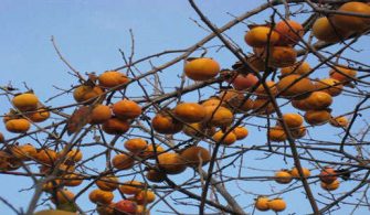 Hurma ağacı insanlara benzerlikleri ile bilinmektedir