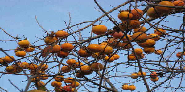 Hurma Ağacı Nasıl Yetişir ve Özellikleri?