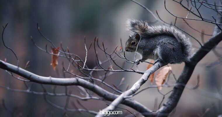 sincap resmi - sincap beslemek - sincap resimleri