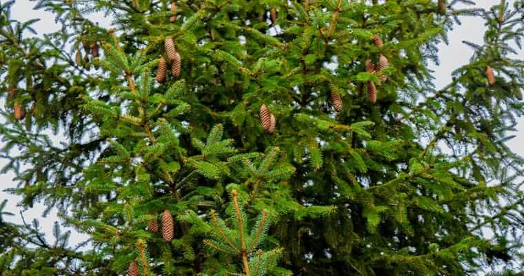 köknar ağacları hakkında bilgi