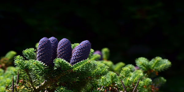 Köknar Ağacı Özellikleri ve Faydaları Nelerdir?